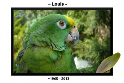 Louis - R.I.P.