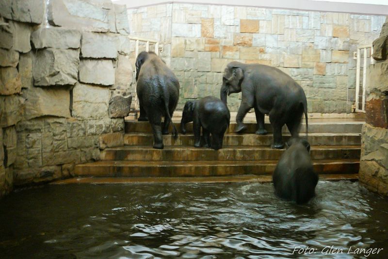 Video Elefanten Baden