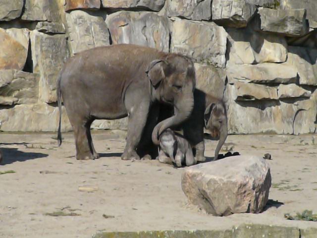 Tierpark Berlin Kurzvideo